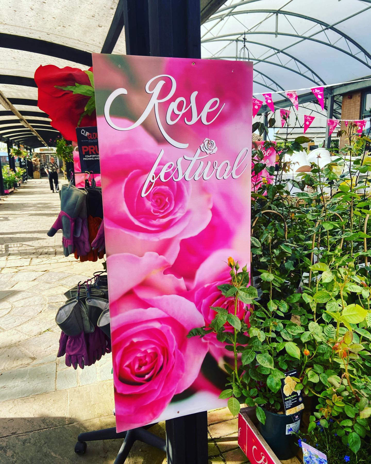 rose festival in lancashire